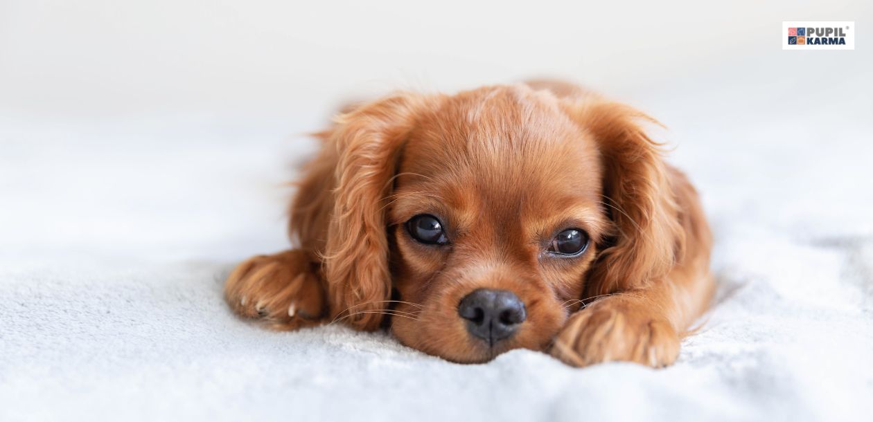 Pierwsze dni życia szczeniaka. Przygotowanie do nowego domu. Na zdjęciu widać szczeniaka rasy prawdopodobnie cocel spaniel brązowego, który leży na białym kocu. U góry po prawej stronie widać logo pupilkarma